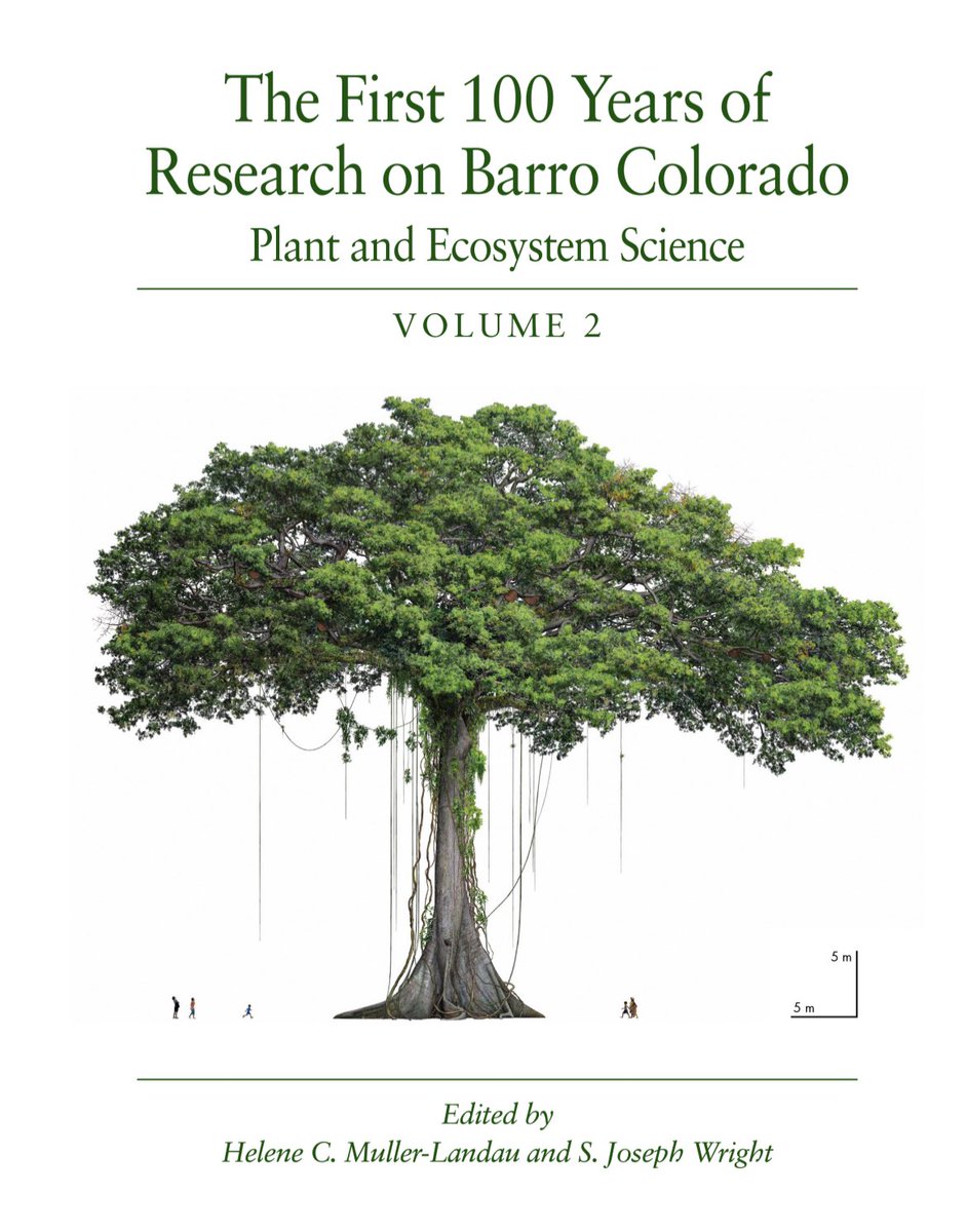 ElolassoG's tweet photo. Hoy fue publicado el hermoso libro de los 100 años de investigación en BCI. La hermosa portada muestra la Ceiba gigante de BCI con una copa de 60m de ancho! Y en el, nuestra contribución con un capítulo sobre Piper. Se puede ver todo acá https://t.co/wy3w8rQnLj https://t.co/sBbiWIjKqY