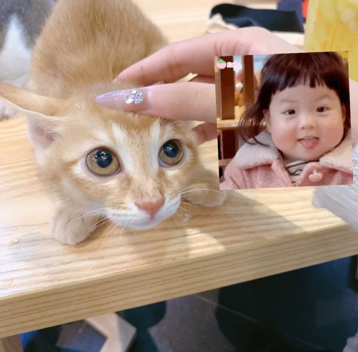 alin103433's tweet photo. 这小猫像你一样可可爱爱嘿嘿 https://t.co/orI6vGcOmG