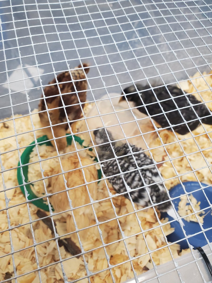 VAvalos7's tweet photo. Great Chicken Day presentation by Ms. Bryant's 1st grade class! 
@HorneElementary @CFISDPK1 @CyFairISD https://t.co/sdGlspncTx