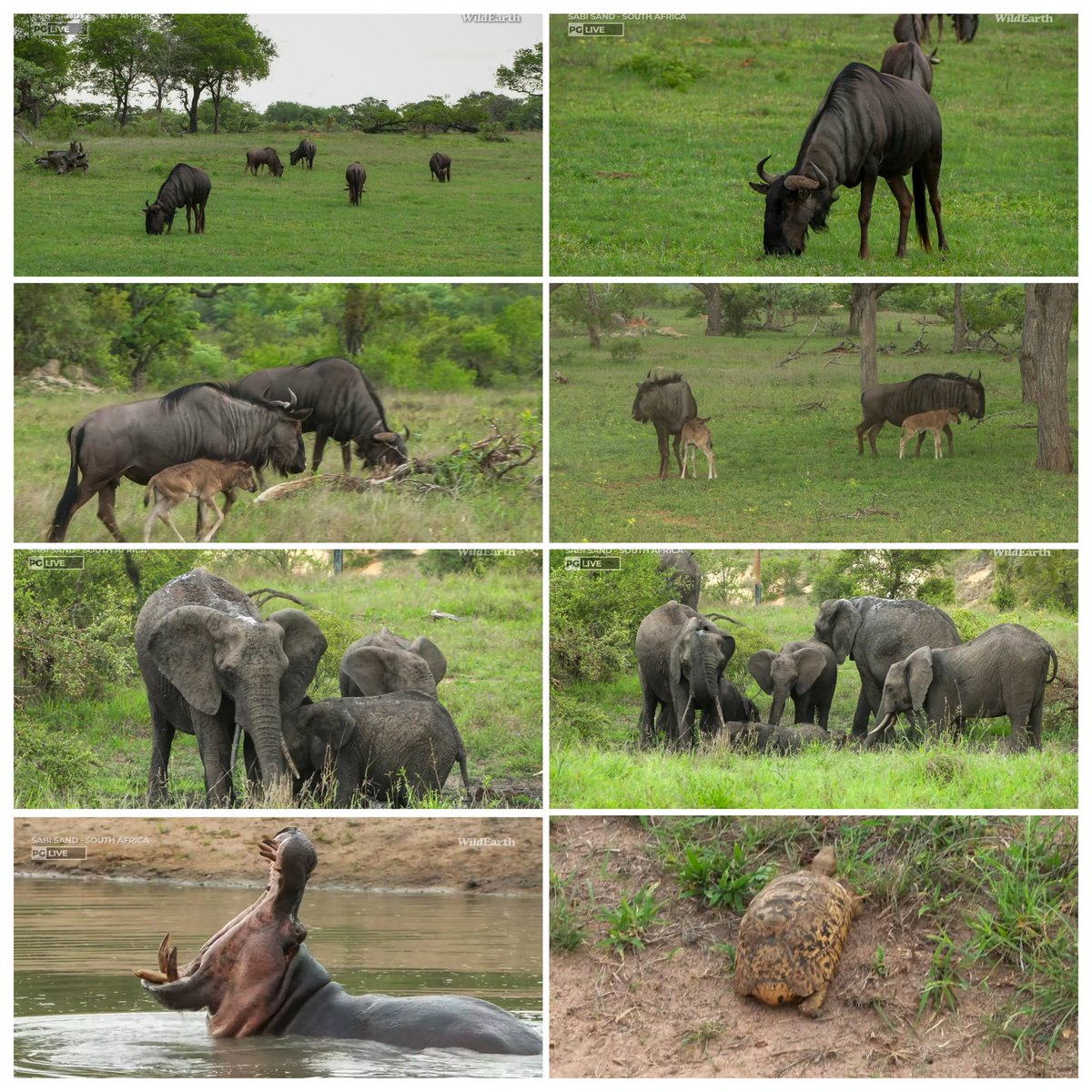 JoyR_1980's tweet image. Sunset safari 22 November 2024. #WildEarth #Tlalamba #Tshipondo  🧡