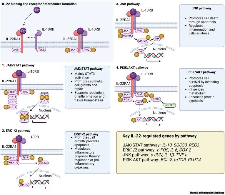 ONLINE NOW:  Harnessing IL-22 for metabolic health: promise and pitfalls dlvr.it/TGKv3F