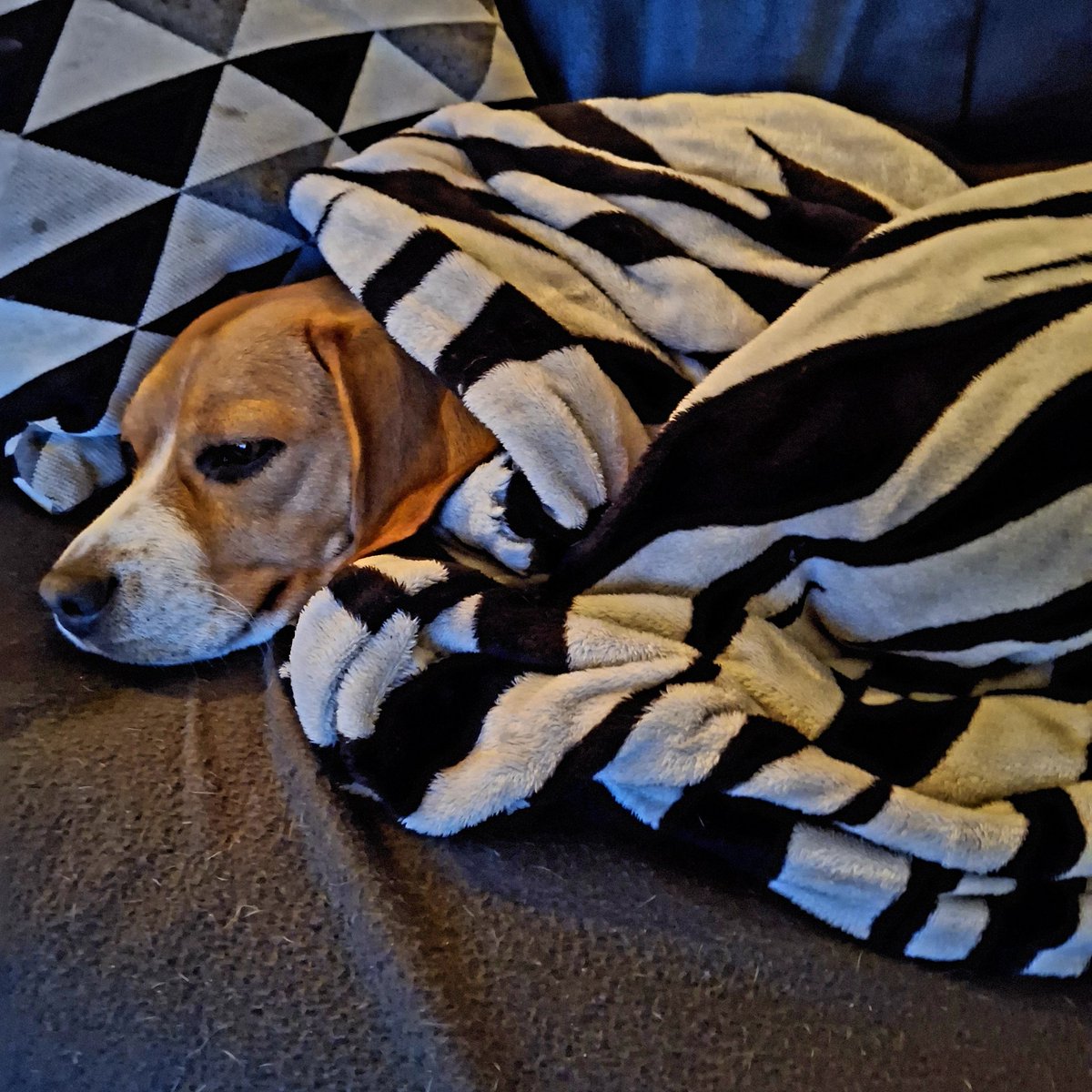 PietjePool1's tweet image. Déze trek ik dezer dagen maar beter níet aan.
Dág lieve mensen ik wil jullie een #Fijn en #GóedWeekend wensen.
😉💋🍀❤️👊
#Carpediem🙏
Zoláng het #droog blijft is het prettig om naar buiten te gaan.🥰🐾
#Beaglelover
#Beagle Dribbel.
#Hondeweer.
#Suzuki #Ignis #Shoes