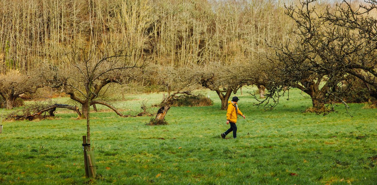 It's #NationalTreeWeek 🌳 Did you know that No Man's Orchard was the first orchard to be named a local nature reserve in 2002! Admire almost 200 trees which are mostly the Bramley apple 🍎 variety. Check out the route here kentdowns.org.uk/activities/nor…