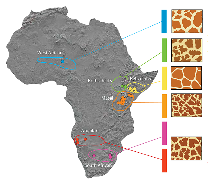 Regional giraffe patterns