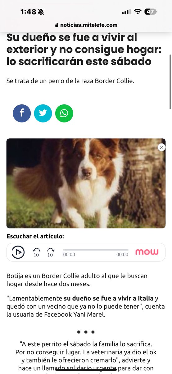 CroArg's tweet image. 🚨🚨🚨
Mañana sacrifican a Botija por no encontrarle un hogar (así dice la nota). Tiene 10 años y está en San Fernando, provincia de Buenos Aires.
Los interesados pueden comunicarse al 11 6853-8661 con la ONG Gatitos Lactantes. MÁXIMA DIFUSIÓN.