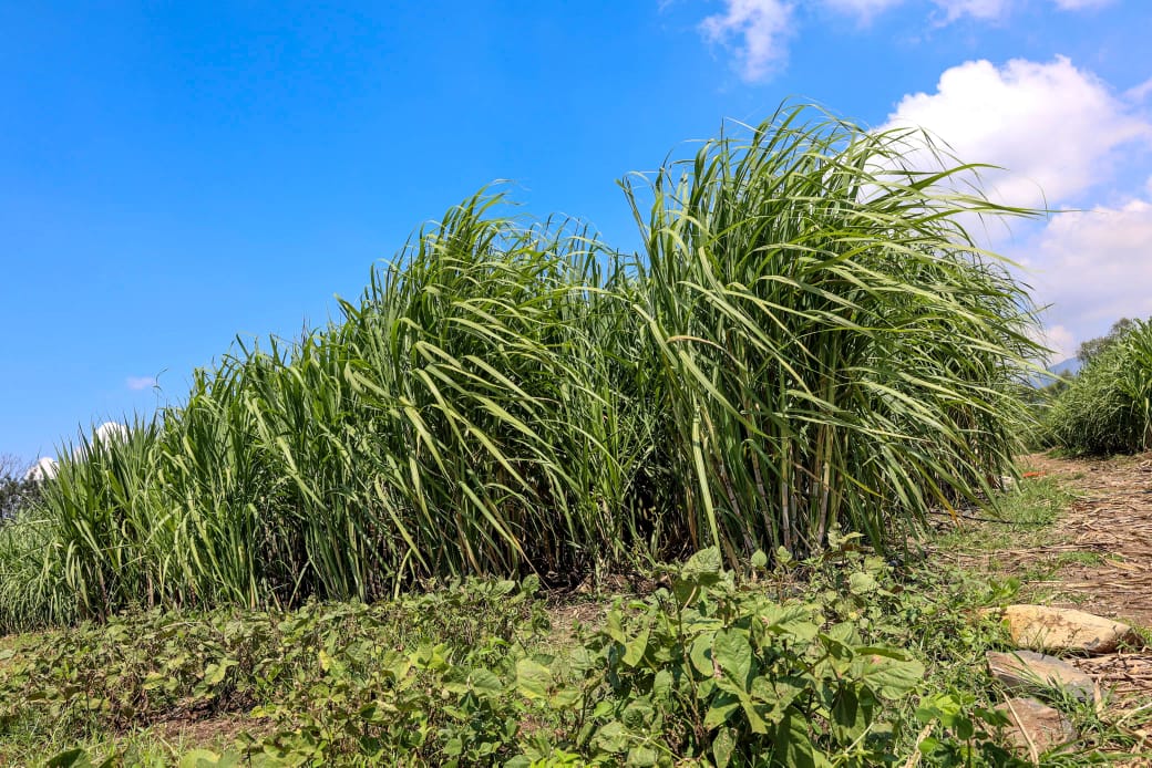 NewtonMutuma9's tweet photo. There's been a revamped sugarcane production with the average harvesting age currently at 17 up from 12 months. This is after the government closed the mills and cane harvesting in the Western and Nyando zones for a period of 4 months. 
@DrAndrewkaranja 
#SugarSectorReformsKE https://t.co/2BR3yzfN8s