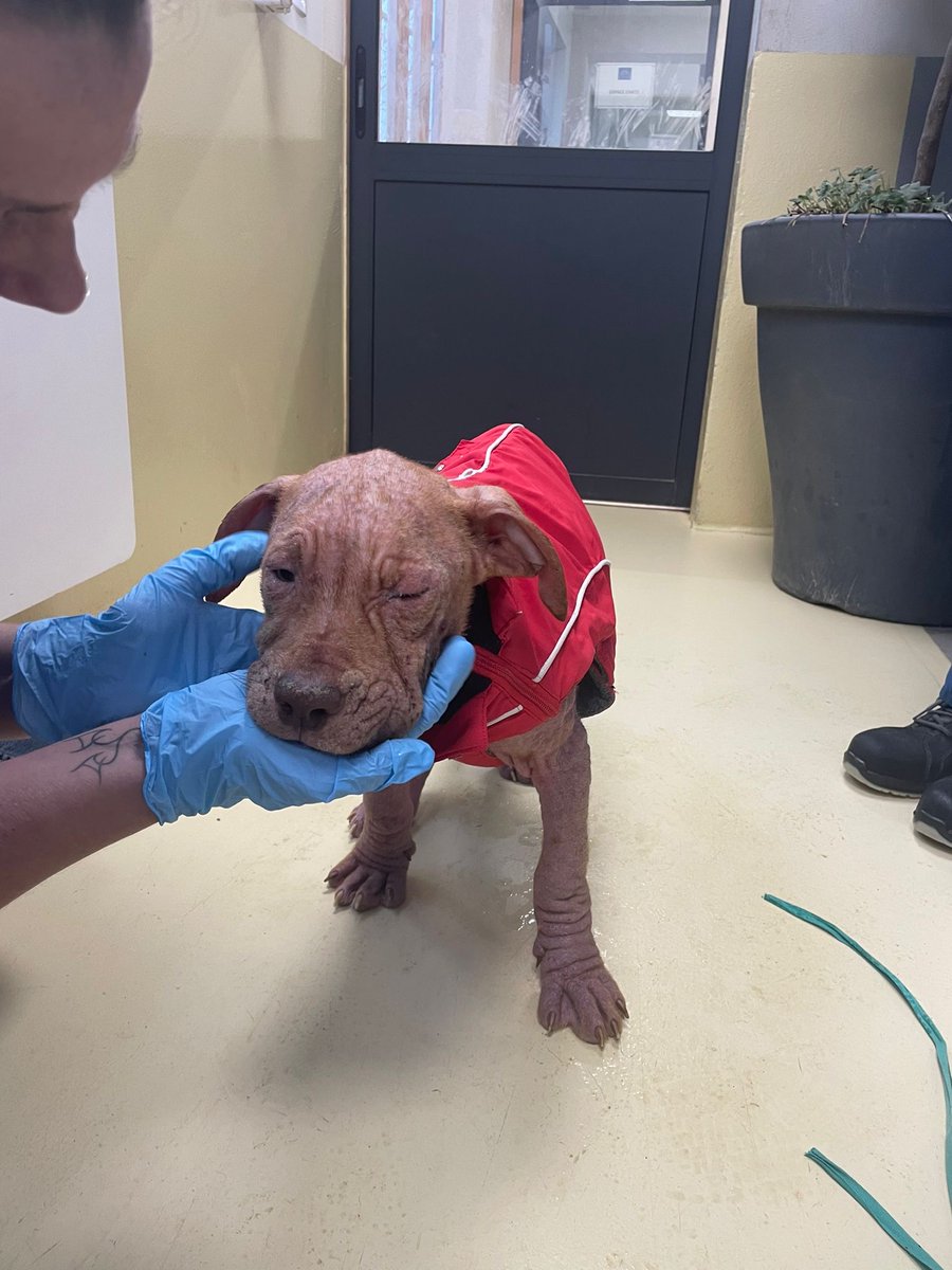FBB_Officiel's tweet image. 🆘 URGENT : Mano, chiot abandonné en état critique devant une clinique vétérinaire.
Hypothermie, gale sévère, sans poils... Mais l'espoir renaît ! Désormais en sécurité dans notre refuge, son combat commence.
#NachetezPasAdoptez #FBB
