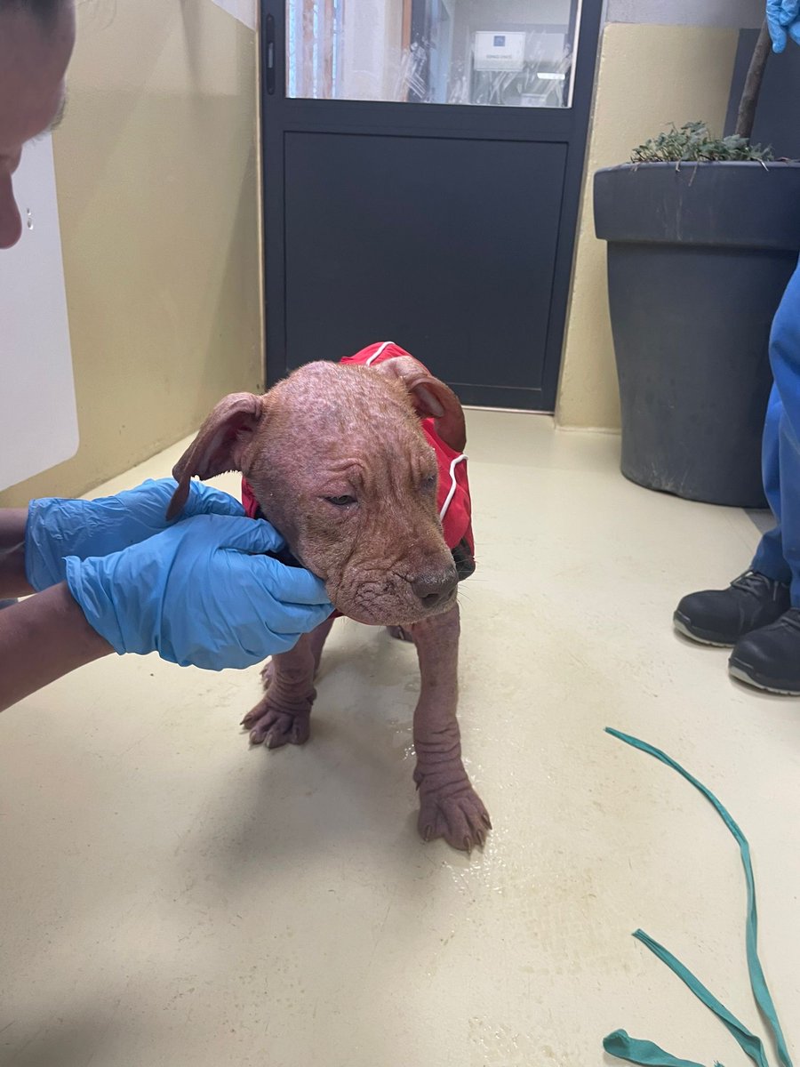 FBB_Officiel's tweet image. 🆘 URGENT : Mano, chiot abandonné en état critique devant une clinique vétérinaire.
Hypothermie, gale sévère, sans poils... Mais l'espoir renaît ! Désormais en sécurité dans notre refuge, son combat commence.
#NachetezPasAdoptez #FBB