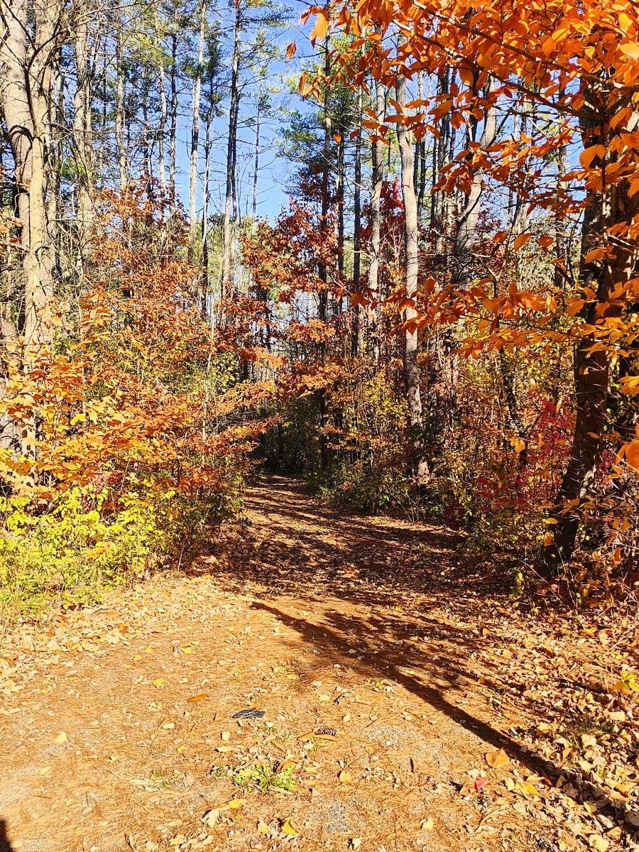 linnzielee's tweet image. #TECKNET #Autumn #Giveaway
@missblondie1313
@lisalawton3
@AlanaHensley77 @metippie