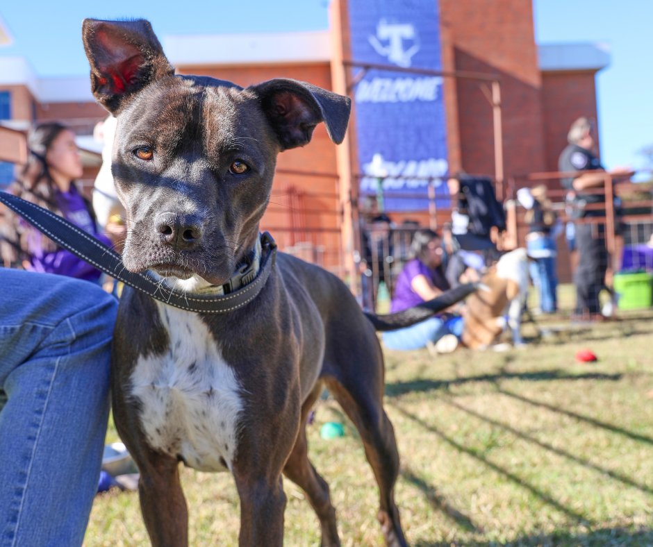 Sometimes, the best way to tackle finals is to take a PAWS! Each semester, the Pre-Veterinary Medical Association partners with the Erath County Humane Society to let students relax with furry friends and recharge before diving back into exam prep.