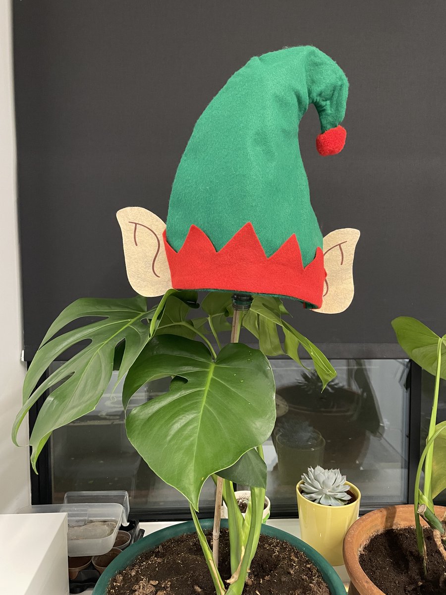 TheLibraryHUD's tweet image. ✨🎅🎄It&apos;s never too early to decorate!🎄🎅✨

#covunivauxhall #coventryuniversity