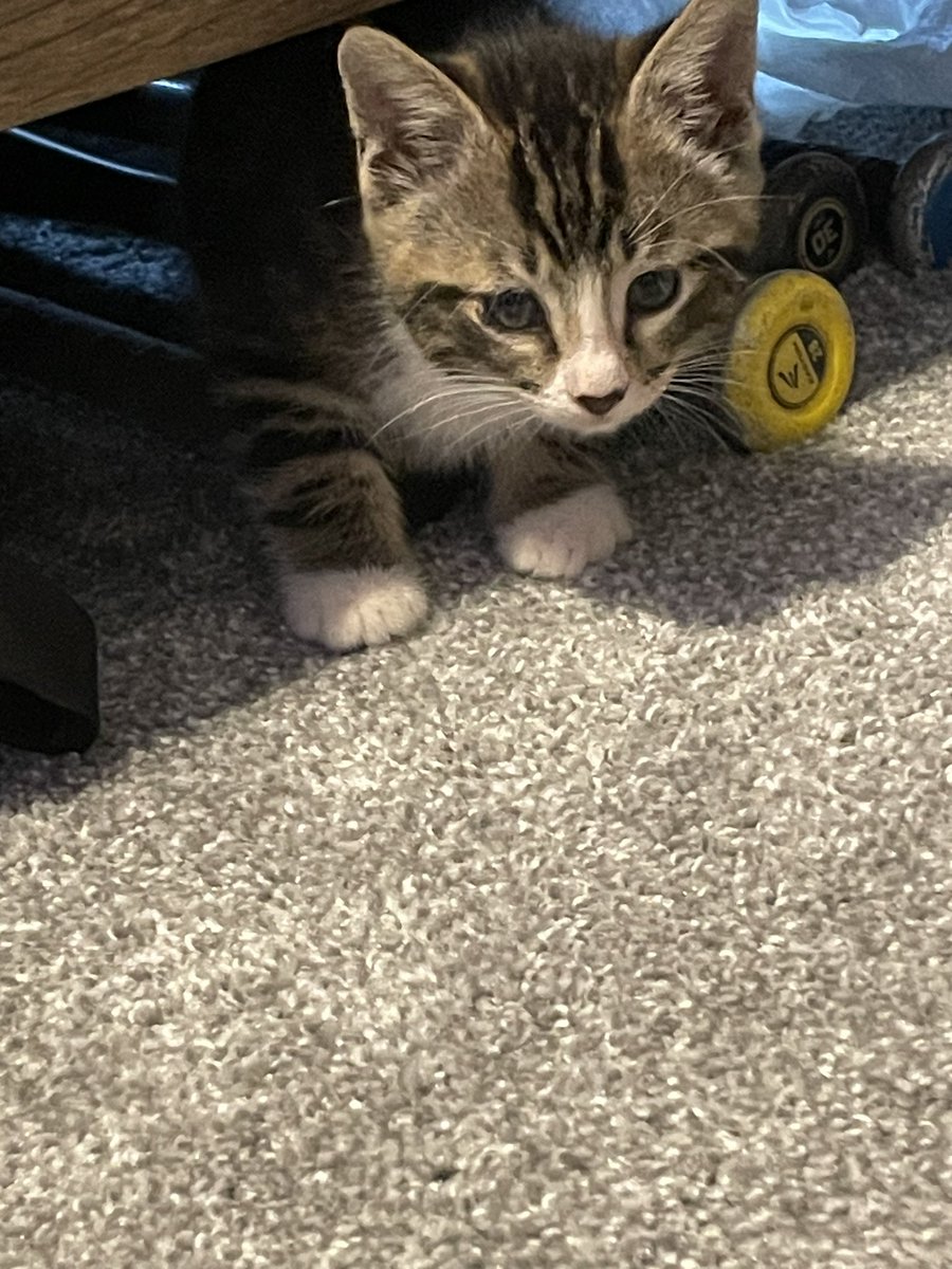 Solar_Femboy's tweet image. Chat I got another cat