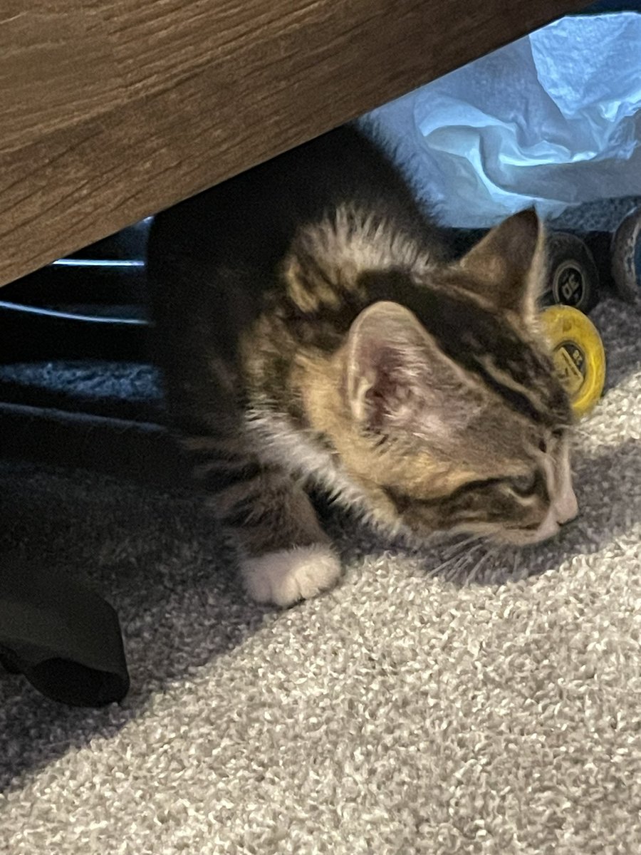 Solar_Femboy's tweet image. Chat I got another cat