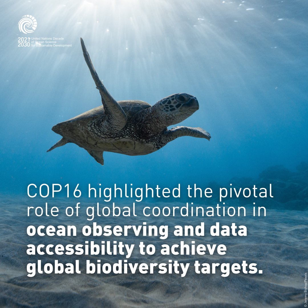 UN Ocean Decade (@unoceandecade) on Twitter photo How will ocean data help shape biodiversity conservation post-#COP16? 🌐🐙
Read the key COP16 takeaways from <a href="/GOOSocean/">The Global Ocean Observing System (GOOS)</a> and <a href="/OBISNetwork/">OBIS</a>, two <a href="/IocUnesco/">UNESCO Ocean</a> programmes that are advancing ocean observing and information systems as part of the #OceanDecade: ow.ly/44Tj50UaV0o How will ocean data help shape biodiversity conservation post-#COP16? 🌐🐙
Read the key COP16 takeaways from <a href="/GOOSocean/">The Global Ocean Observing System (GOOS)</a> and <a href="/OBISNetwork/">OBIS</a>, two <a href="/IocUnesco/">UNESCO Ocean</a> programmes that are advancing ocean observing and information systems as part of the #OceanDecade: ow.ly/44Tj50UaV0o