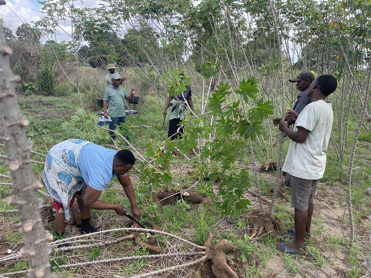 What’s happening? We’re trying to figure out how to weigh a ginormous #cassava root from cassava line 504 of the parallel breeding/cassava seed degeneration trial at Chambezi, Bagamoyo, #Tanzania 504 shows strong resistance to CBSD &amp; CMD.