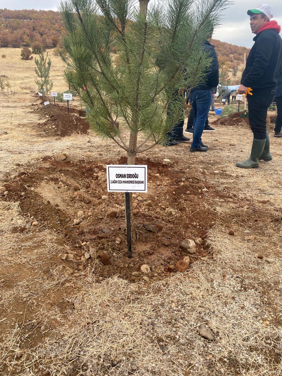 Kıyamet günü de olsa elinizdeki fidanı dikin inancıyla.
