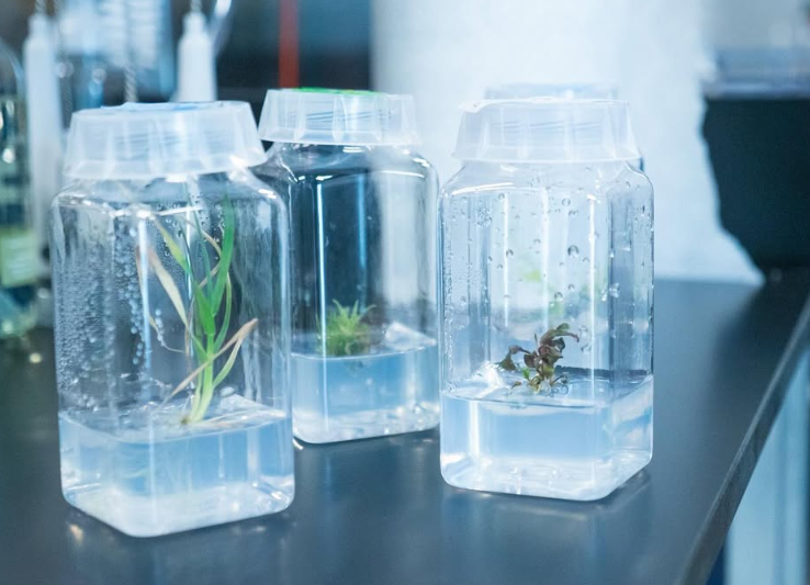 UFVscience's tweet photo. Last week @plantdrlauren & @goUFV hosted local high school students in the BERRI lab. They started their own micropropagation experiments with African violets & herbs. Hopefully we have a few more plant nerd converts!
#plantnerds #scienceinthevalley #BERRIlab #micropropagation https://t.co/QLELj4hfPZ