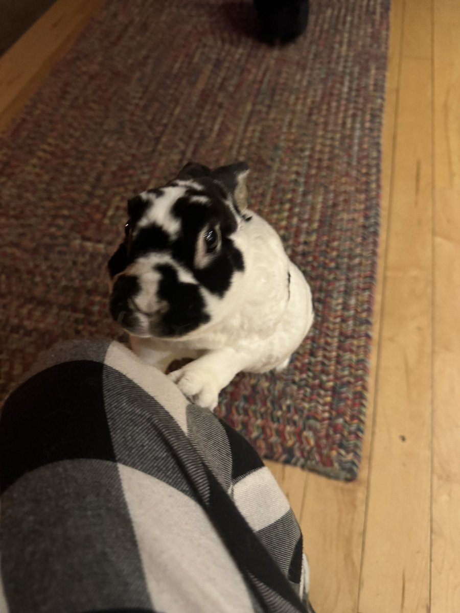 tofupepp's tweet photo. hes so pleading emoji core https://t.co/kReRBU5nLA