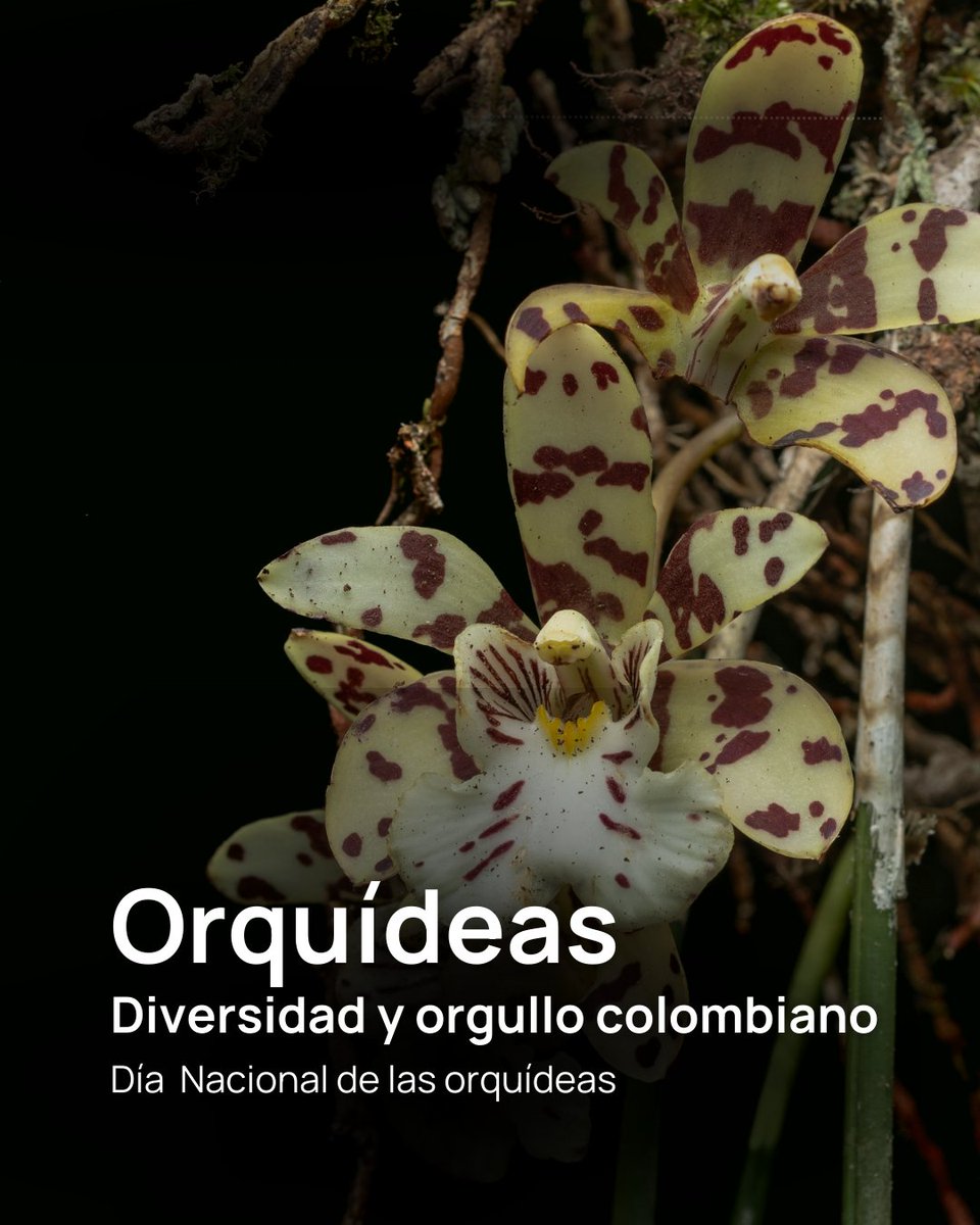 inst_humboldt's tweet photo. Es bien sabido que 🇨🇴es el país con mayor diversidad de orquídeas en el 🌍, y también se reconoce el potencial ornamental de muchas de estas especies. 
Sin embargo, es menos conocido el uso potencial que algunas orquídeas tienen en la gastronomía👇
#DíaNacionalDeLasOrquídeas https://t.co/6OCnllXVwE
