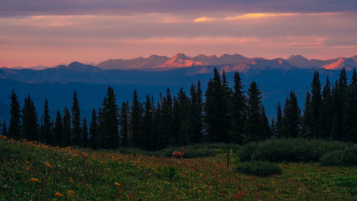 Nevin Johnson tweet media