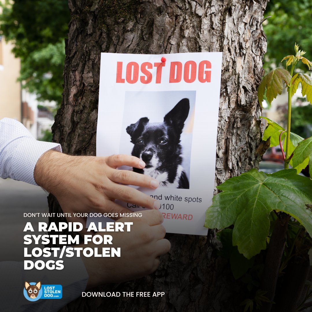 The Lost Stolen Dog App is here! Our FREE app helps reunite lost dogs with their family with:
-Real-time alerts for lost/stolen dogs near you
-News, tips &amp; updates 
-Dog-friendly events &amp; resources
Download now: loststolendog.com

#LostStolenDog #DogSafety #DogParents
