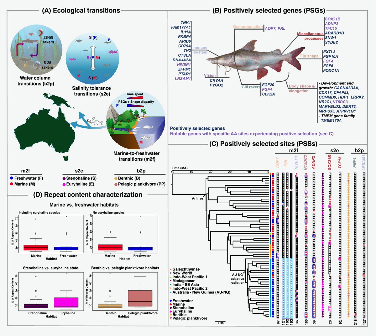 Scripps_Ocean's tweet photo. How do habitat transitions shape evolution? A study on sea catfishes supported by Scripps scientists reveals genomic insights into marine-to-freshwater shifts, adaptive radiation &amp; body shape evolution over 50 million years. Read the paper in
@NatureComms: https://t.co/T6Ot4bezPi https://t.co/jZ5Im2FbXB
