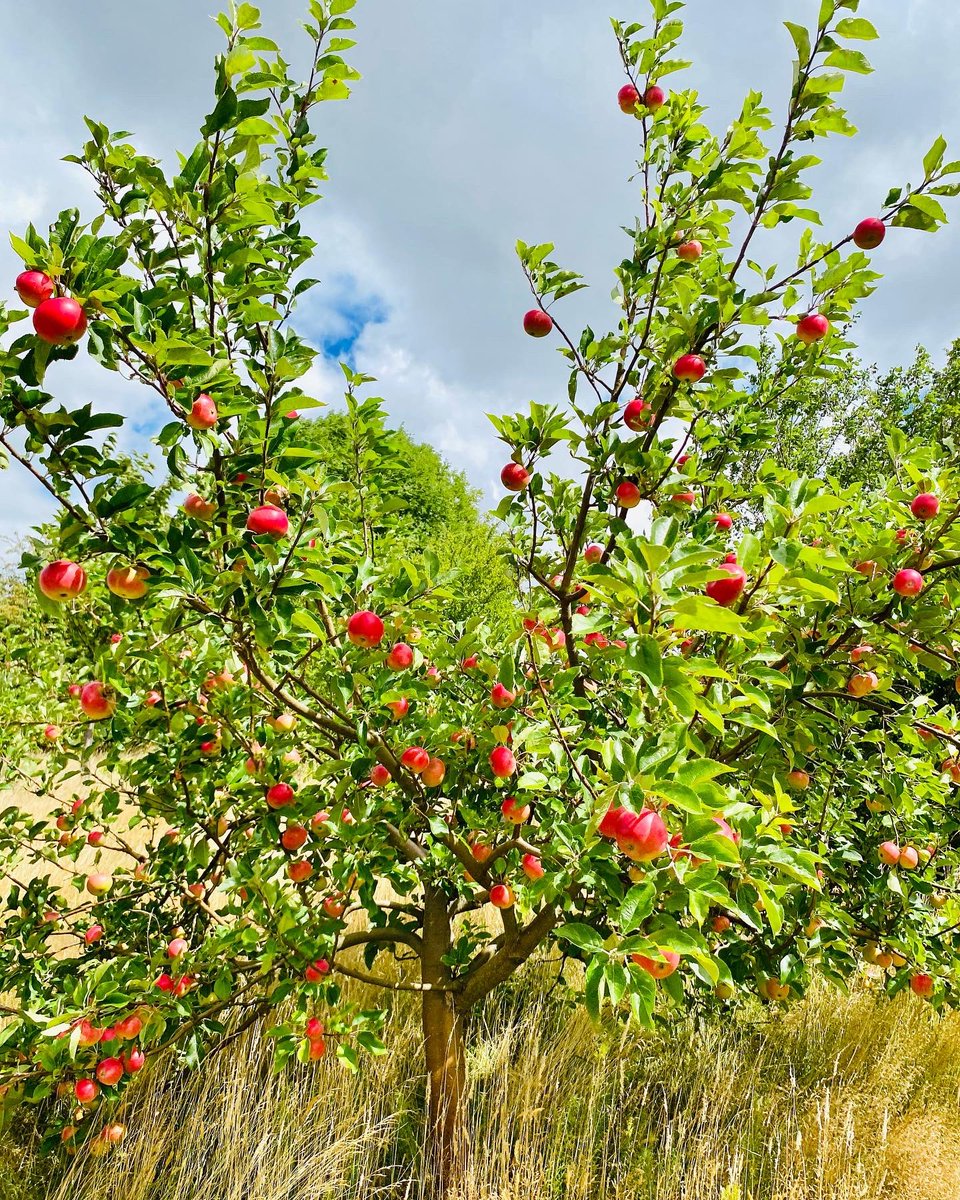 Green_Estate's tweet image. Hi @DeborahMeaden our fav green business advocate, we thought you might like to hear that a green #SocEnt won the @britishchambers Winner of Winners Award!  

We grow beautiful Meadows &amp;amp; Resilient Landscapes. 🌻💚 You are always welcome to visit if you are ever in Sheffield!