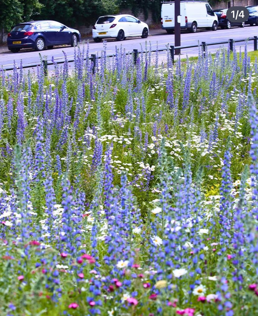 Green_Estate's tweet image. Hi @DeborahMeaden our fav green business advocate, we thought you might like to hear that a green #SocEnt won the @britishchambers Winner of Winners Award!  

We grow beautiful Meadows &amp;amp; Resilient Landscapes. 🌻💚 You are always welcome to visit if you are ever in Sheffield!
