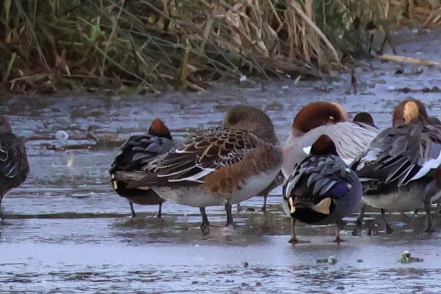 Spinkybird tweet media