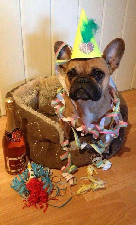 Frenchie Owners tweet media