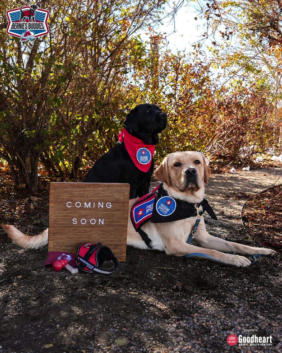 Adding four paws to the family.
