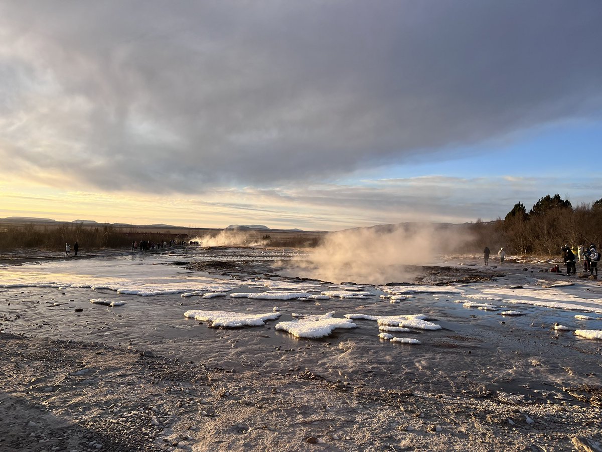 steve mal tweet media