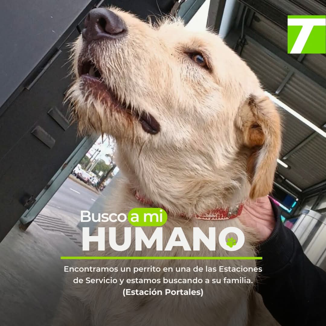 Gt502Mascotas's tweet photo. 🐕 encontrado ‼️ https://t.co/LBazH3xJNR