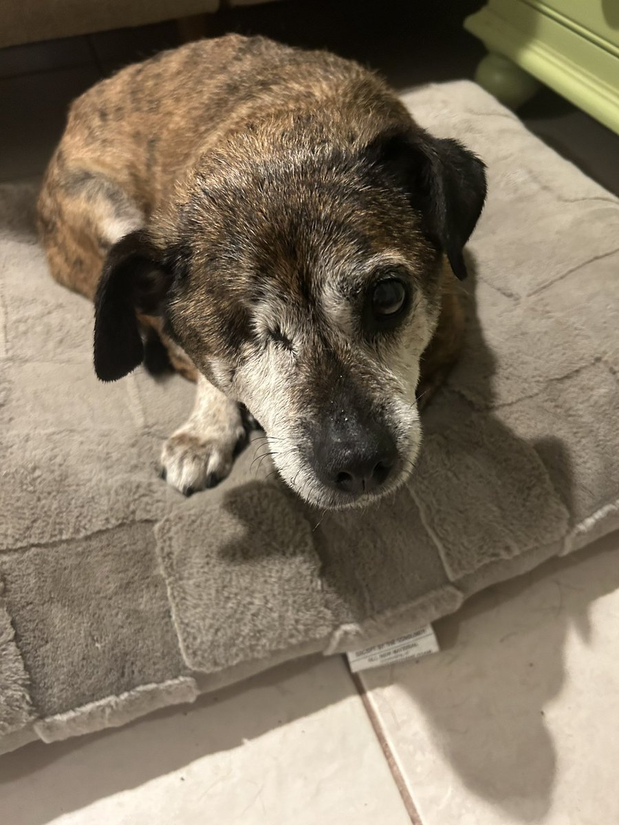 young_thump's tweet photo. He is so sick of my shit https://t.co/0KIAmCBxbM