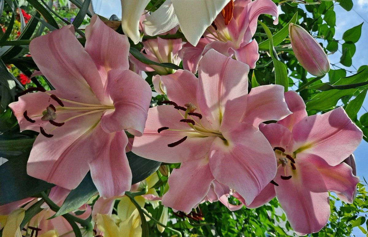 °❀.ೃ࿔* (@wurooods) on Twitter photo 