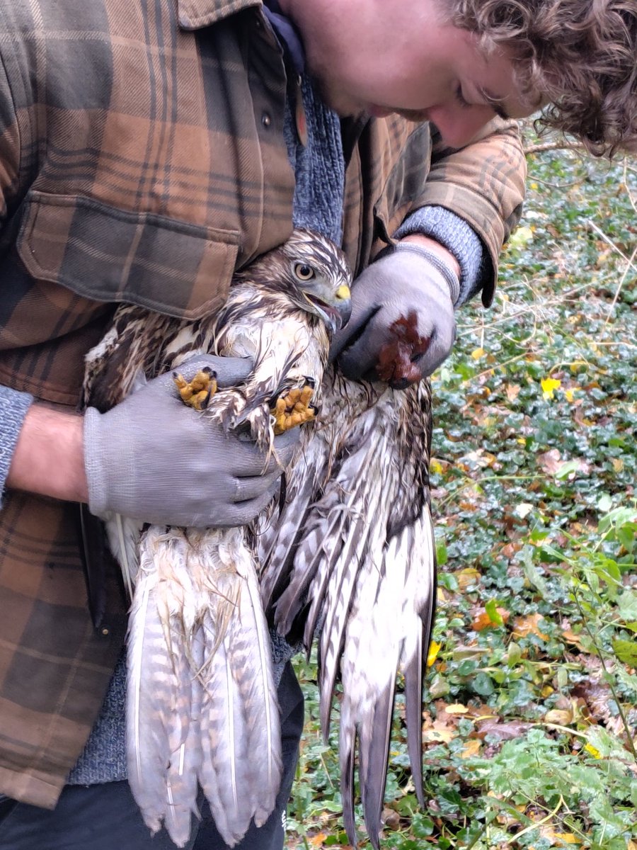 Vandaag met collega's Jesse en Maaike Buizerd gevangen op Landgoed Coendersborg te Nuis. Bleek door gebroken vleugel niet meer te kunnen vliegen. Naar Fûgelhelling gebracht. #Westerkwartier