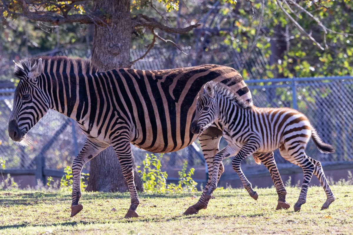 Oklahoma City Zoo and Botanical Garden tweet media