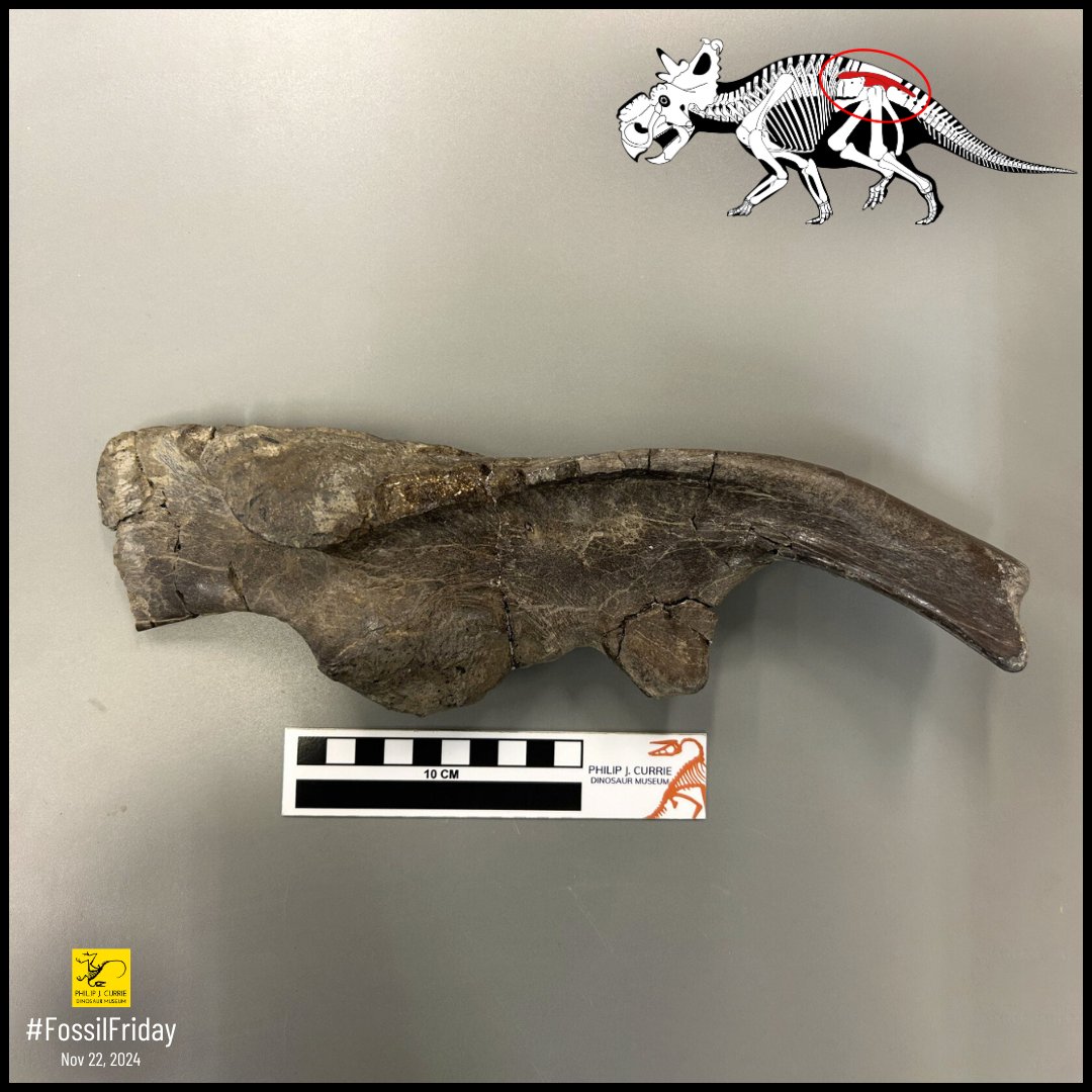 #FossilFriday! This #Pachyrhinosaurus ilium comes from a young animal about the size of a large dog. The ilium is one of the hip bones, and this particular piece forms the top of the hip, creating the upper part of the socket where the femur sits.