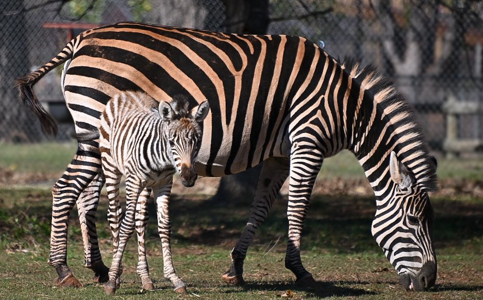 Oklahoma City Zoo and Botanical Garden tweet media