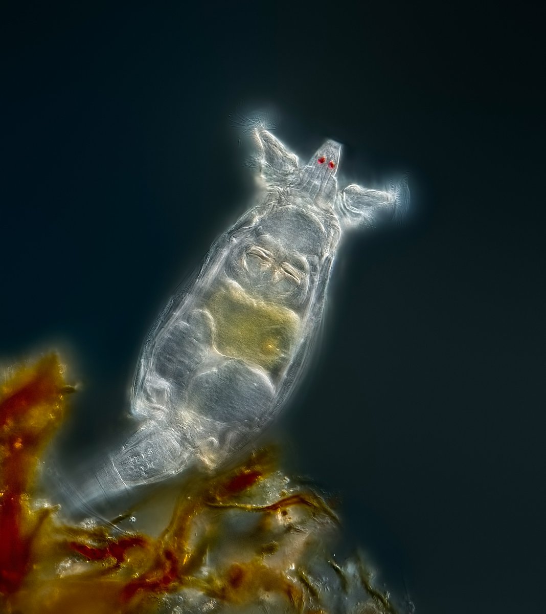 PhD opportunity: Bdelloid rotifers are strange animals with no males and high stress tolerance. 10% of their genes came from bacteria, fungi via HGT, including antimicrobial genes unique in animals. Find out how/why and discover new antimicrobials too! findaphd.com/phds/project/e…
