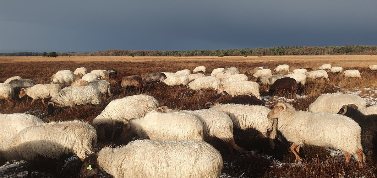 FritsvanLaar's tweet photo. Vertrek vanochtend in een licht besneeuwd landschap met een zonnetje. De #zon en de naderende #buien geven een prachtig contrast.
Maar met zulke buien op komst in deze tijd van het jaar weet je dat het de rest van de dag #afzien wordt..
#Dwingelderveld #Natuurmonumenten https://t.co/C93E5UxiVI