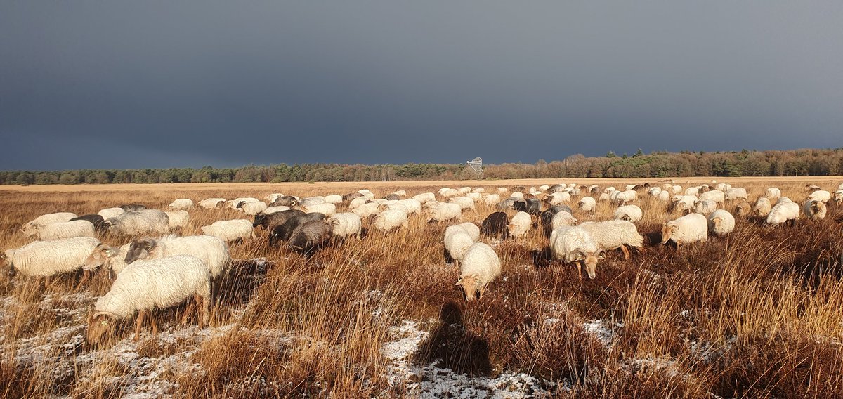 FritsvanLaar's tweet photo. Vertrek vanochtend in een licht besneeuwd landschap met een zonnetje. De #zon en de naderende #buien geven een prachtig contrast.
Maar met zulke buien op komst in deze tijd van het jaar weet je dat het de rest van de dag #afzien wordt..
#Dwingelderveld #Natuurmonumenten https://t.co/C93E5UxiVI