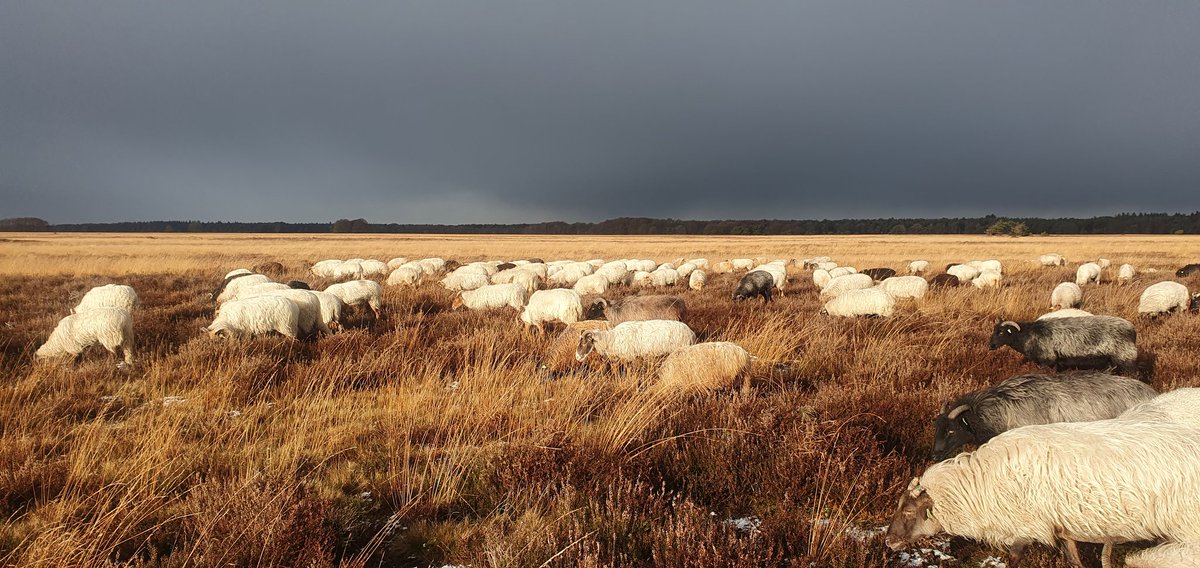 Vertrek vanochtend in een licht besneeuwd landschap met een zonnetje. De #zon en de naderende #buien geven een prachtig contrast.
Maar met zulke buien op komst in deze tijd van het jaar weet je dat het de rest van de dag #afzien wordt..
#Dwingelderveld #Natuurmonumenten