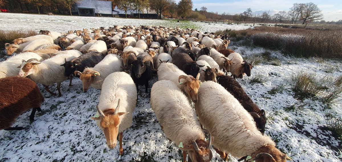 FritsvanLaar's tweet photo. Vertrek vanochtend in een licht besneeuwd landschap met een zonnetje. De #zon en de naderende #buien geven een prachtig contrast.
Maar met zulke buien op komst in deze tijd van het jaar weet je dat het de rest van de dag #afzien wordt..
#Dwingelderveld #Natuurmonumenten https://t.co/C93E5UxiVI