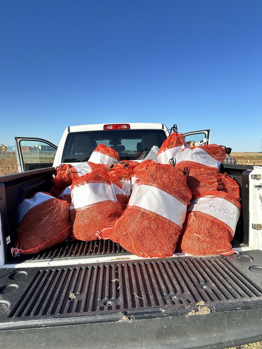 🌾 Sorghum Harvest Update 
We wrapped up the harvest of our second planting date:
✅ Counting plants along the rows to calculate the yield 
✅ Harvesting all panicles in a previously selected row
✅ Focusing on five marked plants to track phenology in all the stages
Stay Tuned!