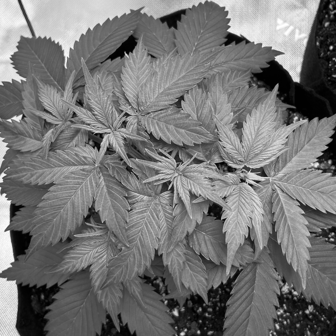 HomegrowMN tweet picture