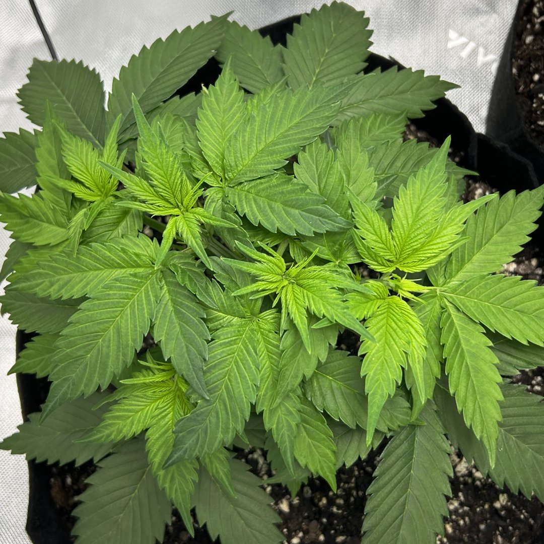 HomegrowMN tweet picture