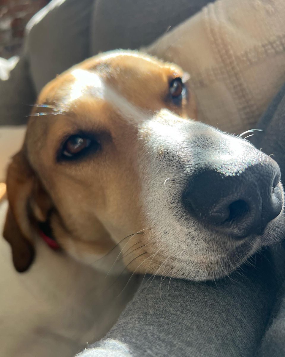 Feels like the world could use a pet pic thread right about now.
So, here’s my Ruby.
Full name: Ruby Roo Roundhouse Carducci.
Your turn please.