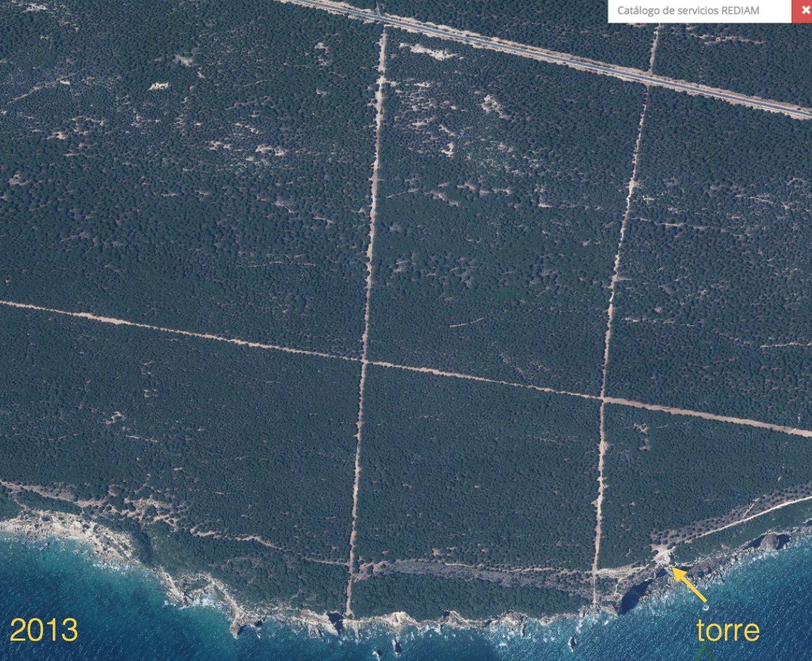 PAISAJE_lab's tweet image. El PN de la Breña de Barbate es un ecosistema dunar estabilizado tras la siembra de pinos piñoneros. Su biodiversidad está bajo las copas: multitud de especies de plantas que requieren mucha luz.
Los clareos son importantísimos para evitar un pinar cerrado, oscuro y empobrecido