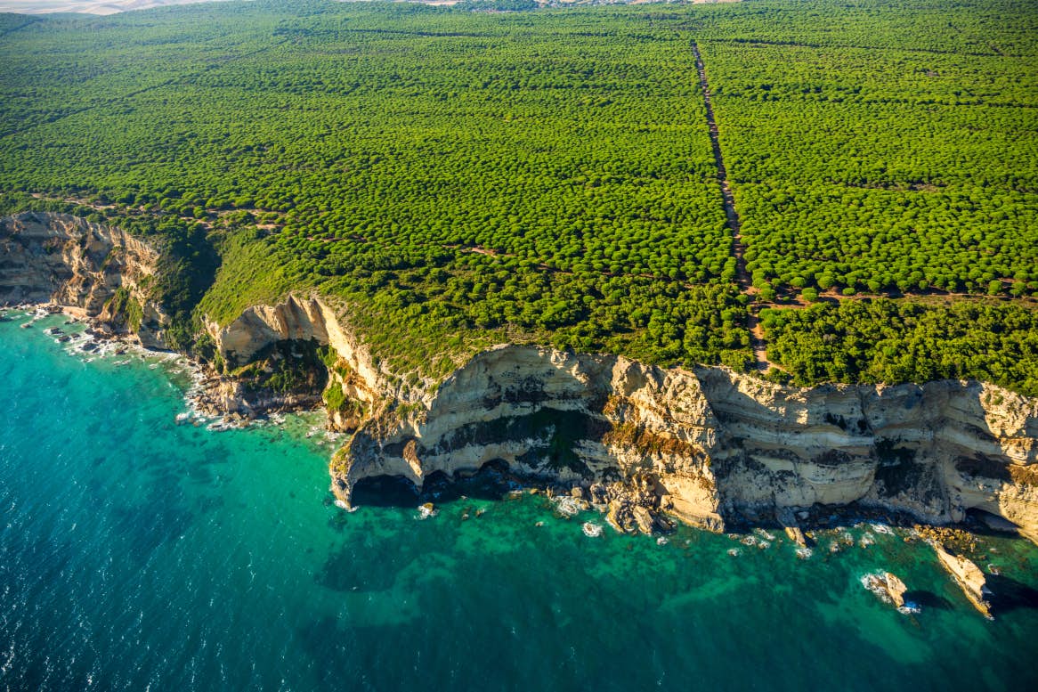 PAISAJE_lab's tweet image. El PN de la Breña de Barbate es un ecosistema dunar estabilizado tras la siembra de pinos piñoneros. Su biodiversidad está bajo las copas: multitud de especies de plantas que requieren mucha luz.
Los clareos son importantísimos para evitar un pinar cerrado, oscuro y empobrecido